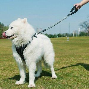 חיות וצרכיהם... רצועות לכלבים Strong Dog Leash 29.5&#039;&#039;-41.3&#039;&#039; Long for Medium Dogs Elastic Anti Pull Leash USA